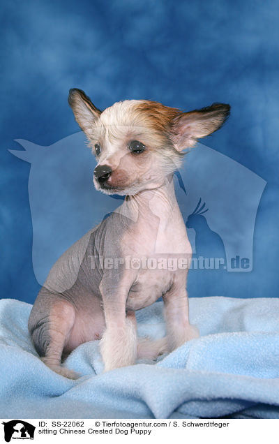 Chinese Crested Dog Welpe / Chinese Crested Dog Puppy / SS-22062