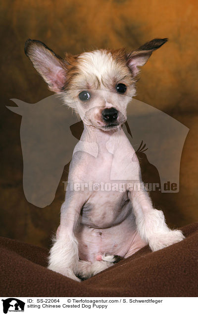 Chinese Crested Dog Welpe / Chinese Crested Dog Puppy / SS-22064