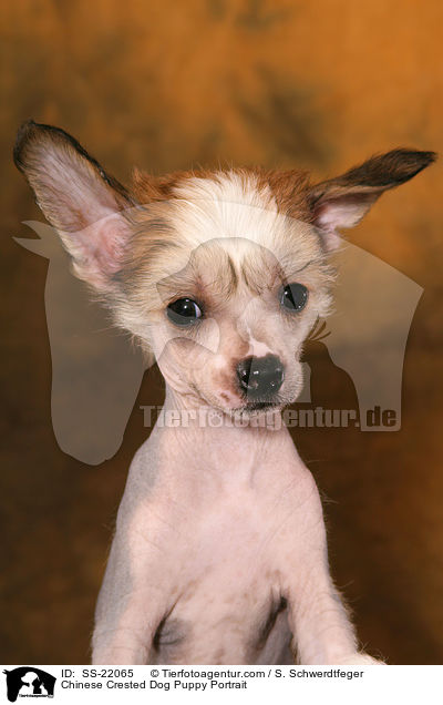 Chinese Crested Dog Welpe / Chinese Crested Dog Puppy / SS-22065