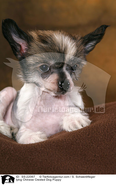 Chinese Crested Dog Welpe / Chinese Crested Dog Puppy / SS-22067