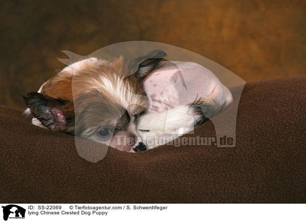 Chinese Crested Dog Welpe / Chinese Crested Dog Puppy / SS-22069