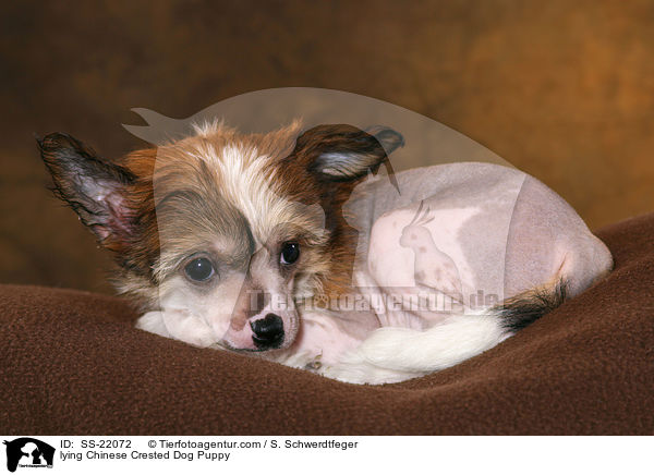 Chinese Crested Dog Welpe / Chinese Crested Dog Puppy / SS-22072