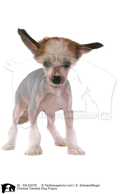 Chinese Crested Dog Welpe / Chinese Crested Dog Puppy / SS-22076