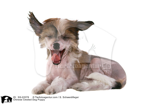 Chinese Crested Dog Welpe / Chinese Crested Dog Puppy / SS-22078