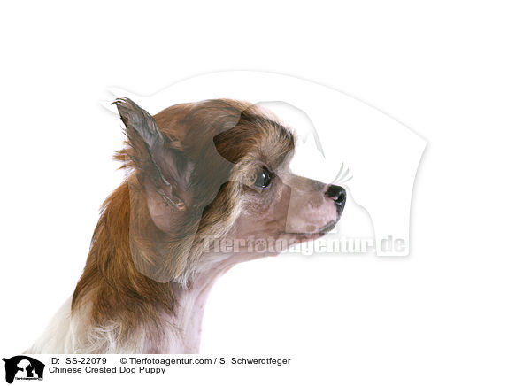 Chinese Crested Dog Welpe / Chinese Crested Dog Puppy / SS-22079