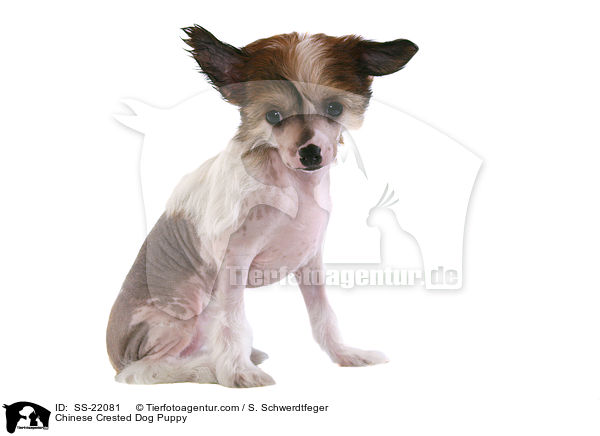 Chinese Crested Dog Welpe / Chinese Crested Dog Puppy / SS-22081