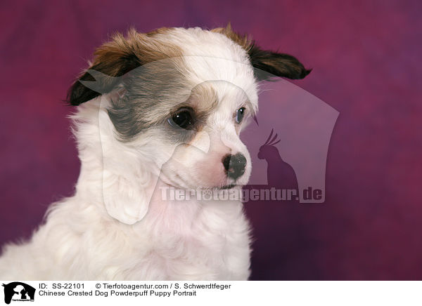 Chinese Crested Dog Powderpuff Welpe / Chinese Crested Dog Powderpuff Puppy / SS-22101