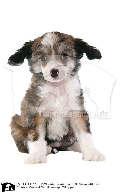 Chinese Crested Dog Powderpuff Welpe / Chinese Crested Dog Powderpuff Puppy / SS-22129