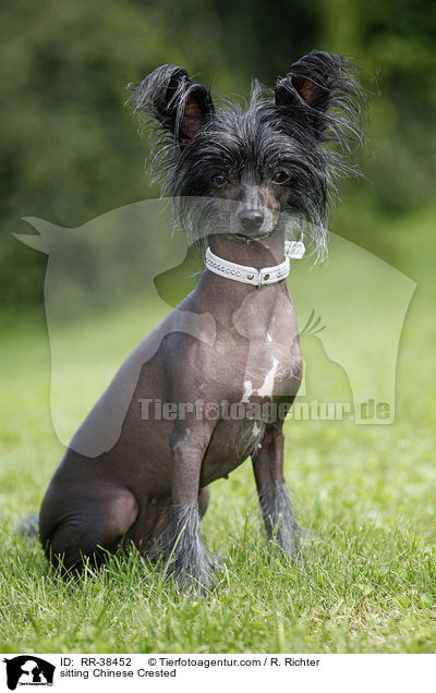 sitzender Chinesischer Schopfhund / sitting Chinese Crested / RR-38452