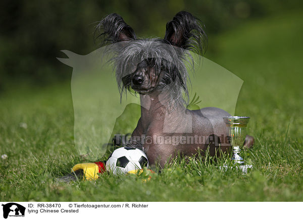 lying Chinese Crested / RR-38470