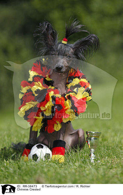 Chinesischer Schopfhund / Chinese Crested / RR-38473