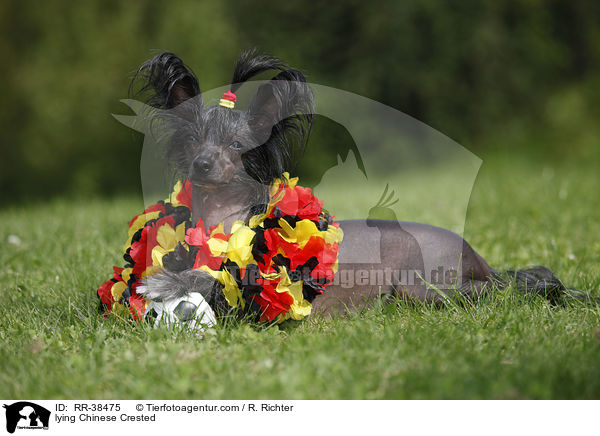 lying Chinese Crested / RR-38475