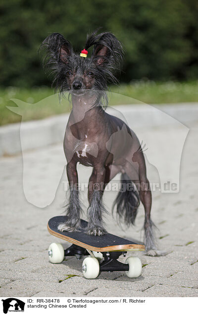 stehender Chinesischer Schopfhund / standing Chinese Crested / RR-38478