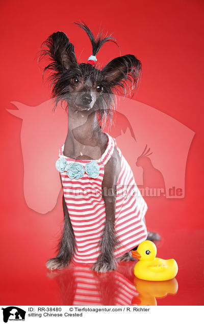 sitting Chinese Crested / RR-38480