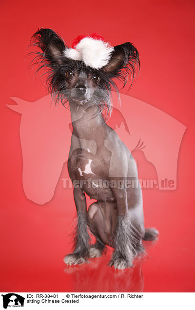 sitzender Chinesischer Schopfhund / sitting Chinese Crested / RR-38481