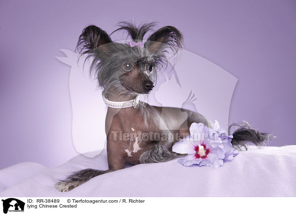 liegender Chinesischer Schopfhund / lying Chinese Crested / RR-38489