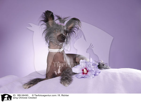 liegender Chinesischer Schopfhund / lying Chinese Crested / RR-38490