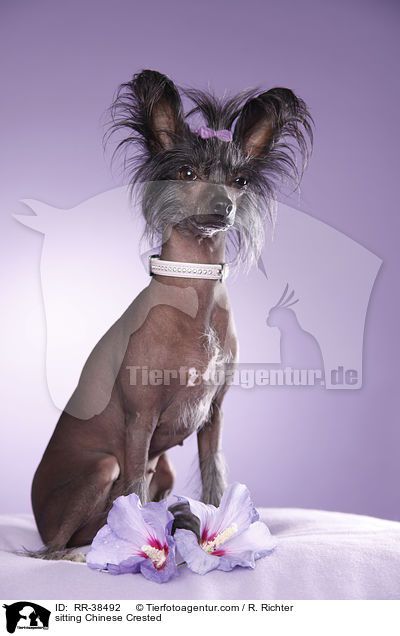 sitzender Chinesischer Schopfhund / sitting Chinese Crested / RR-38492