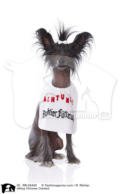 sitzender Chinesischer Schopfhund / sitting Chinese Crested / RR-38495