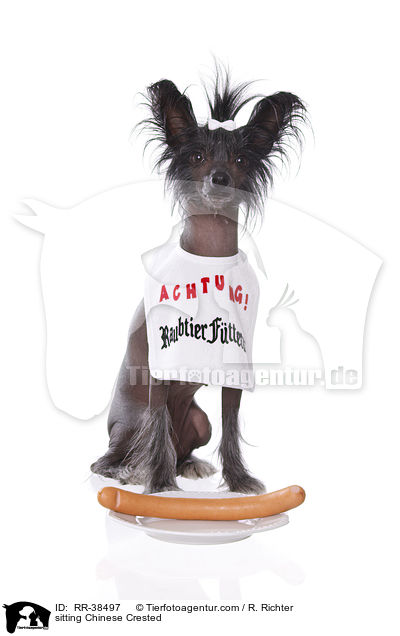 sitting Chinese Crested / RR-38497