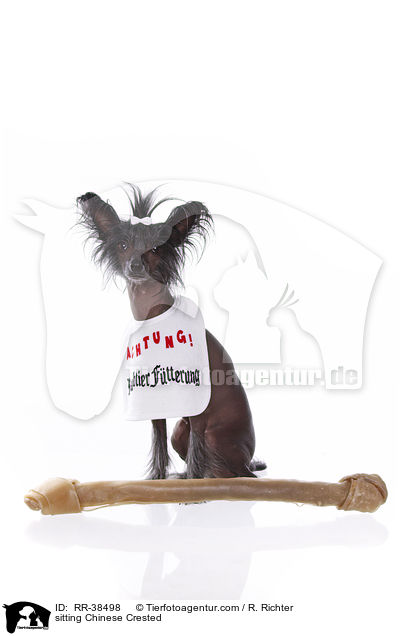 sitting Chinese Crested / RR-38498