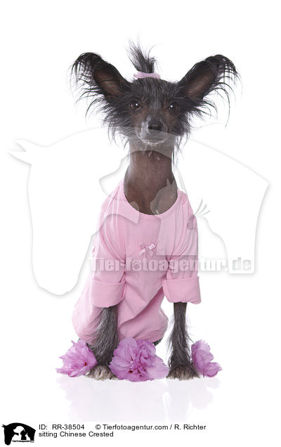 sitting Chinese Crested / RR-38504