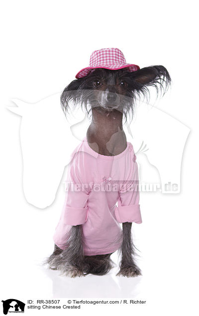 sitting Chinese Crested / RR-38507
