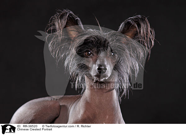 Chinesischer Schopfhund Portrait / Chinese Crested Portrait / RR-38520