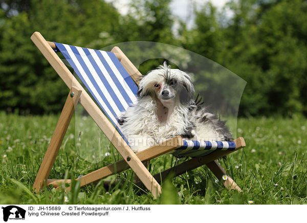 liegender Chinese Crested Powderpuff / lying Chinese Crested Powderpuff / JH-15689