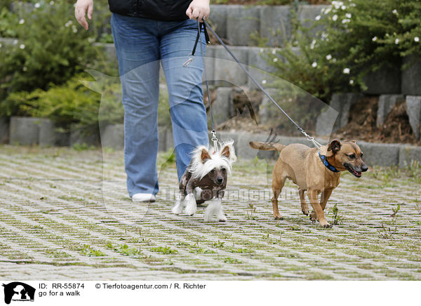 Gassi gehen / go for a walk / RR-55874