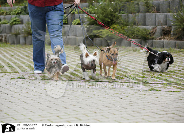 Gassi gehen / go for a walk / RR-55877