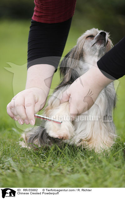 Chinese Crested Powderpuff / Chinese Crested Powderpuff / RR-55882