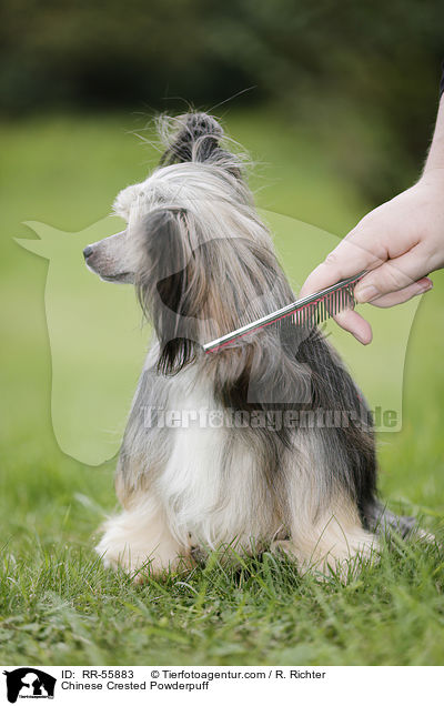 Chinese Crested Powderpuff / Chinese Crested Powderpuff / RR-55883