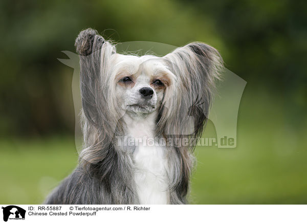 Chinese Crested Powderpuff / Chinese Crested Powderpuff / RR-55887