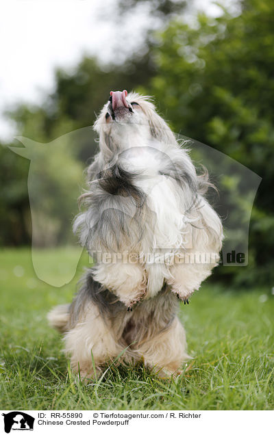 Chinese Crested Powderpuff / Chinese Crested Powderpuff / RR-55890