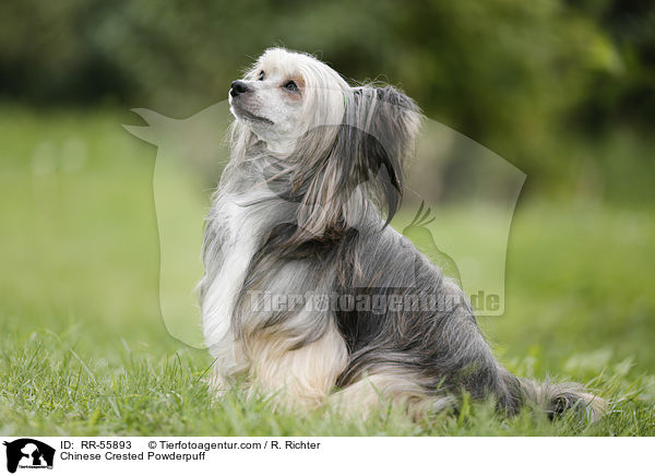 Chinese Crested Powderpuff / Chinese Crested Powderpuff / RR-55893