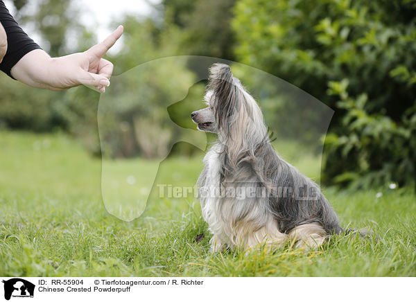 Chinese Crested Powderpuff / Chinese Crested Powderpuff / RR-55904