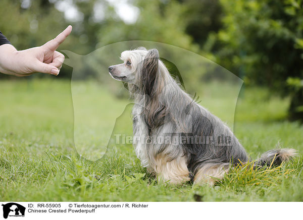 Chinese Crested Powderpuff / Chinese Crested Powderpuff / RR-55905