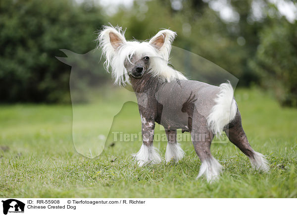 Chinesischer Schopfhund / Chinese Crested Dog / RR-55908