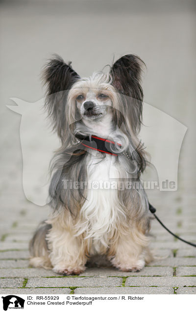 Chinese Crested Powderpuff / Chinese Crested Powderpuff / RR-55929
