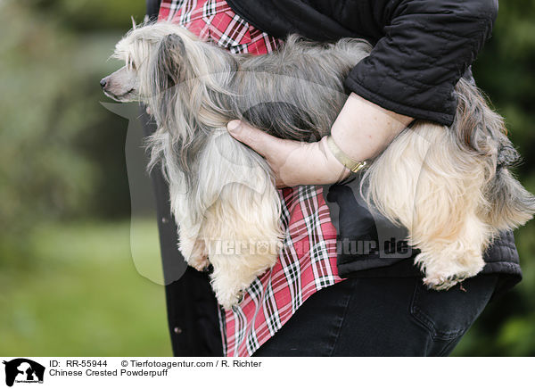 Chinese Crested Powderpuff / Chinese Crested Powderpuff / RR-55944