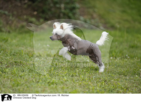 Chinesischer Schopfhund / Chinese Crested Dog / RR-55956