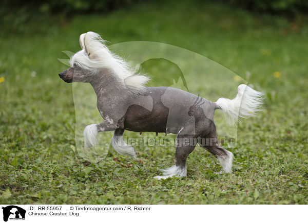 Chinesischer Schopfhund / Chinese Crested Dog / RR-55957