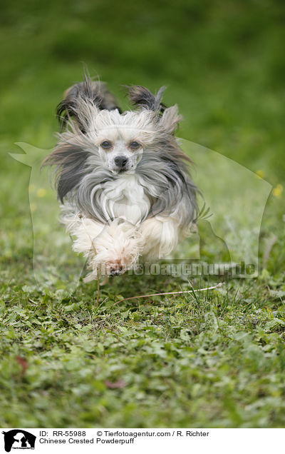 Chinese Crested Powderpuff / Chinese Crested Powderpuff / RR-55988