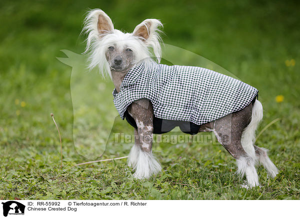 Chinese Crested Dog / RR-55992