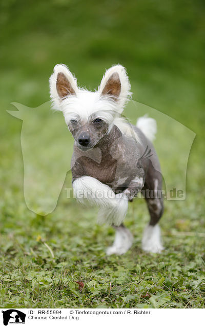 Chinesischer Schopfhund / Chinese Crested Dog / RR-55994