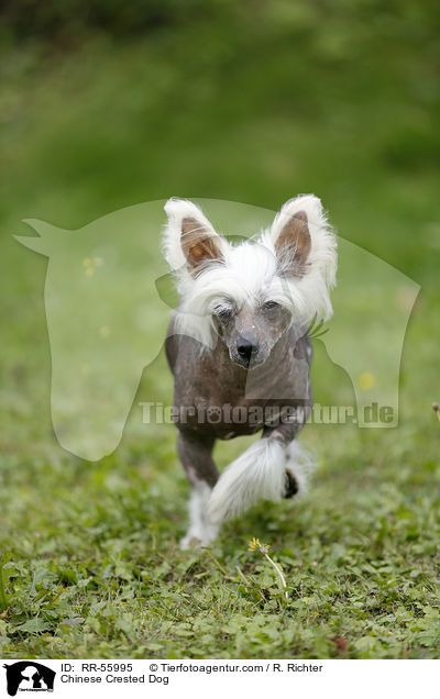 Chinesischer Schopfhund / Chinese Crested Dog / RR-55995