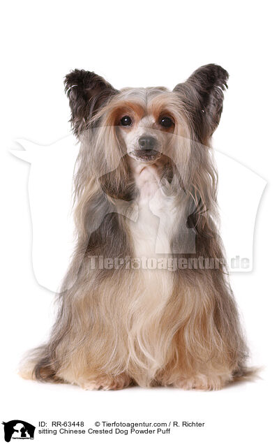 sitzender Chinesischer Schopfhund / sitting Chinese Crested Dog Powder Puff / RR-63448