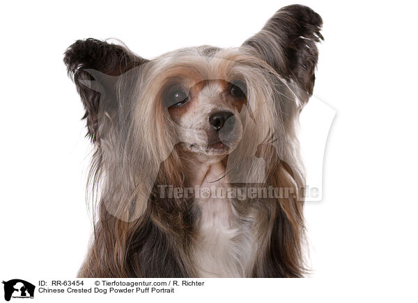 Chinesischer Schopfhund Portrait / Chinese Crested Dog Powder Puff Portrait / RR-63454