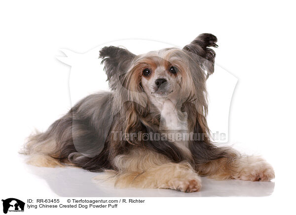 liegender Chinesischer Schopfhund / lying Chinese Crested Dog Powder Puff / RR-63455